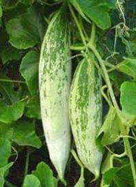 Fresh Snake Gourd