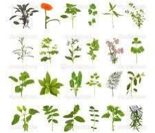 Herbal Leaves