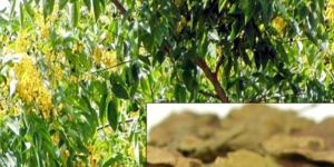 Bija Forestry Tree Seeds ( Pterocarpus Marsupium )