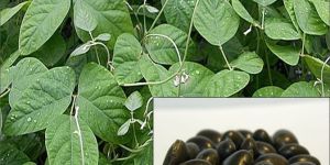 Black Kinvanch Medicinal Seeds  ( Mucuna Pruriens )