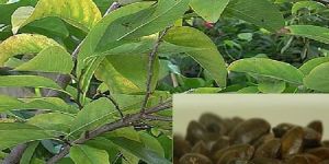 Custard Apple Seeds ( Annona Squamosa)