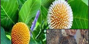 Kadam Ornamental Tree Seeds ( Anthocephalus Cadamba )