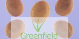 White Sirus Seeds ( Albezia Procera )