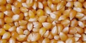 Yellow Maize