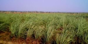 Dry Lemon Grass Leaves