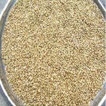 Millet Seeds