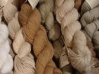 Organic Cotton Yarns