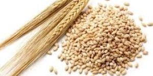 Indian Barley (Rajasthan Origin)