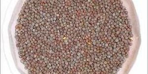 Mustard Seeds