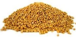 Yellow Mustard Seeds