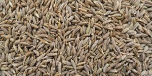Cumin Seeds