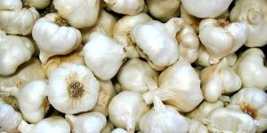 Fresh Garlic