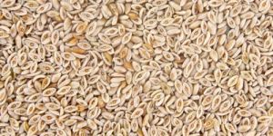 Psyllium Husk