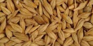 Barley Seeds
