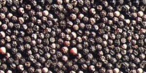 Black Pepper Seeds