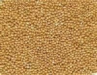 Yellow Millets