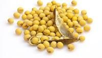 Soya Bean Seeds