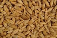 Barley Malt