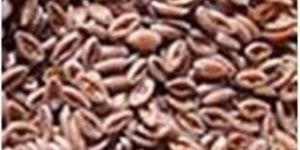 Psyllium Seed