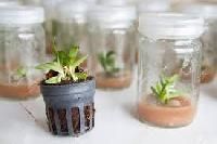 Plant Tissue Culture