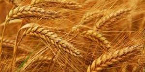 Wheat Seeds
