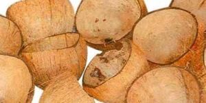 Coconut Shell
