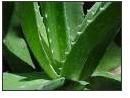 Aloe Vera Barbadensis