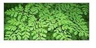 Moringa Leaves