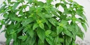 Sweet Basil
