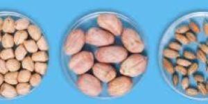 Groundnut Kernel