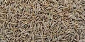 Cumin Seeds