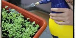 Cypermethrin 25 EC Insecticide