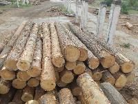 Pine Wooden Logs