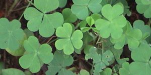 Medicinal Herbs - Punarnava