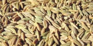 Cumin Seed