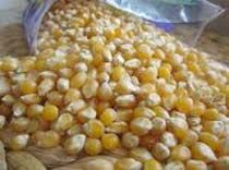 Maize
