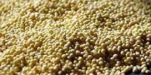 Millet Foxtail Shape