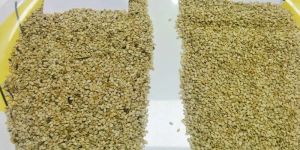 Natural Sesame Seeds