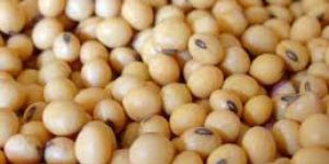 Soya Bean Seeds
