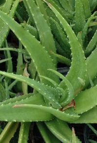 Ayurvedic Medicinal Plants