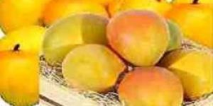 Fresh Mango