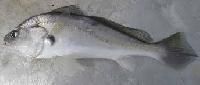 Silver Croaker Fish