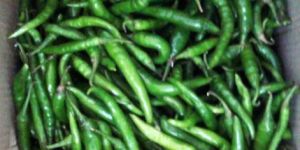 Green Chilli