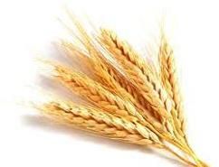 Wheat Seeds