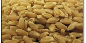 Wheat