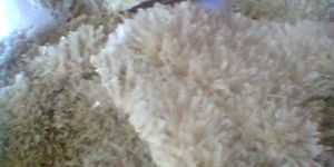 Marine Gypsum