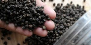 Black Pepper