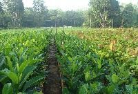 Forestry Plants
