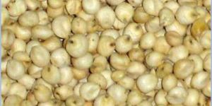 Sorghum