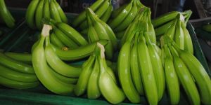 Cavendish Green Banana